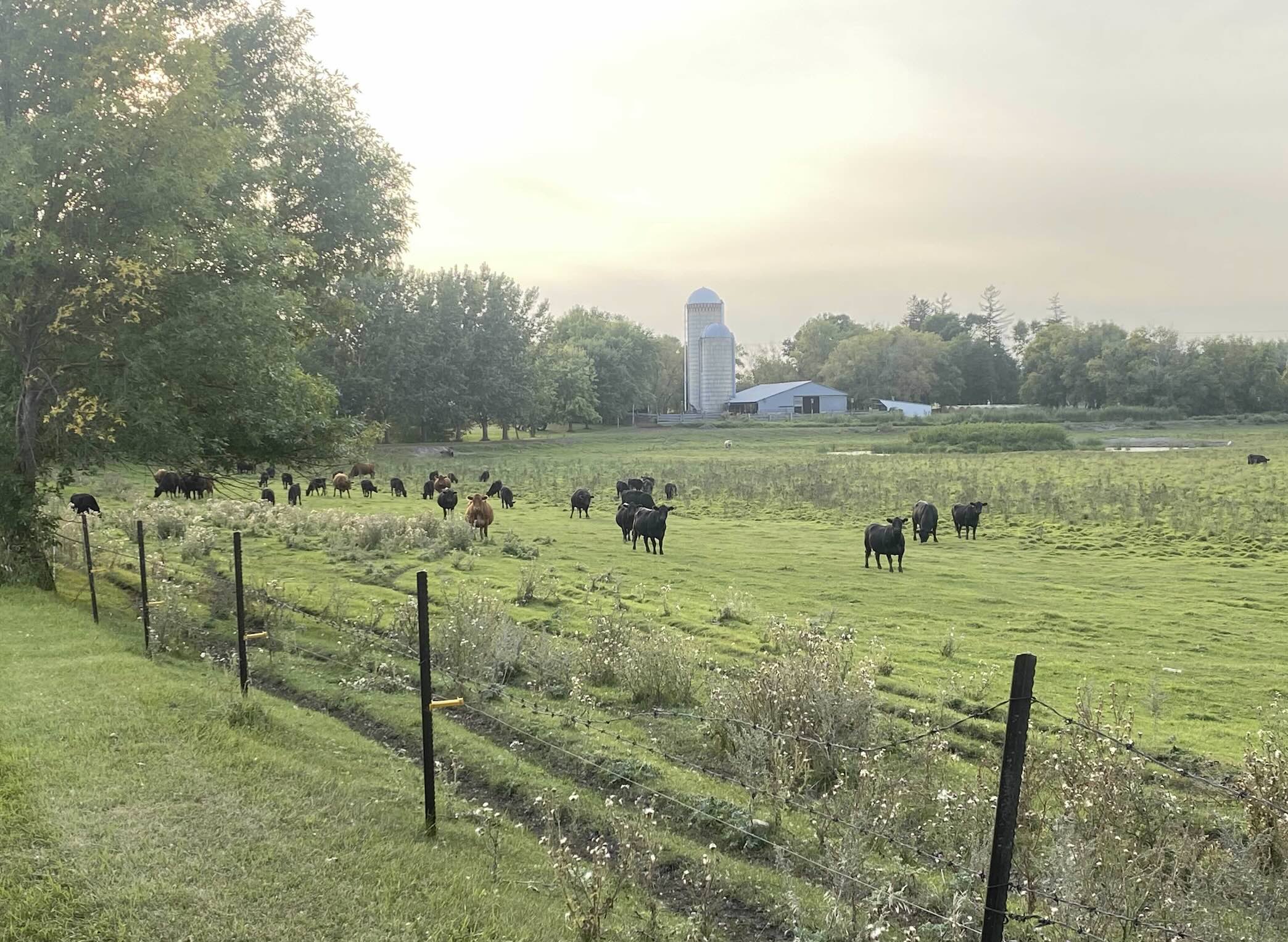 the Hoppe Farm pasture